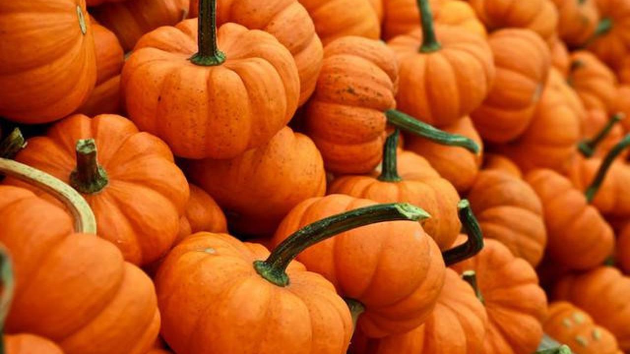 Buah labu kuning atau pumpkin