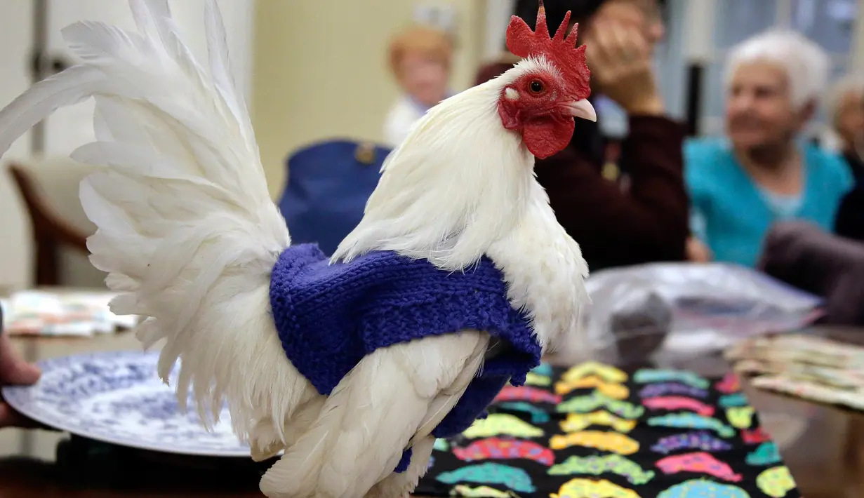 Penampilan ayam jantan asal Malaysia, Prince Peep, saat mengenakan sweater di sebuah rumah pensiun di Milton, Massachusetts, 8 Maret 2017. Sekelompok pensiunan membuatkan sweater rajutan untuk ayam agar mereka tidak kedinginan. (AP Photo/Steven Senne)