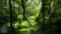 Suasana Hutan Kota Srengseng, Jakarta, Rabu (29/3). Pemprov DKI Siapkan Rp 1,5 Miliar untuk Benahi 4 Hutan Kota, adapun sarana pendukung yang akan dibangun diantaranya, pagar, pos jaga, dan jogging track. (Liputan6.com/Gempur M Surya)