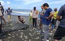 Seekor Lumba-lumba Hidung Botol Terdampar Tak Bernyawa di Pantai Jembrana