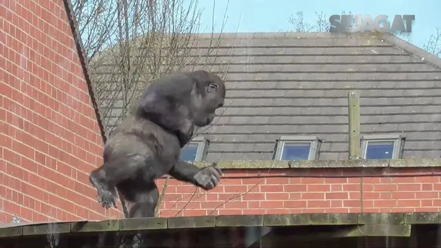 Karena tingkahnya, gorila ini menjadi perhatian para pengunjung kebun bintang Twycross, Inggris.