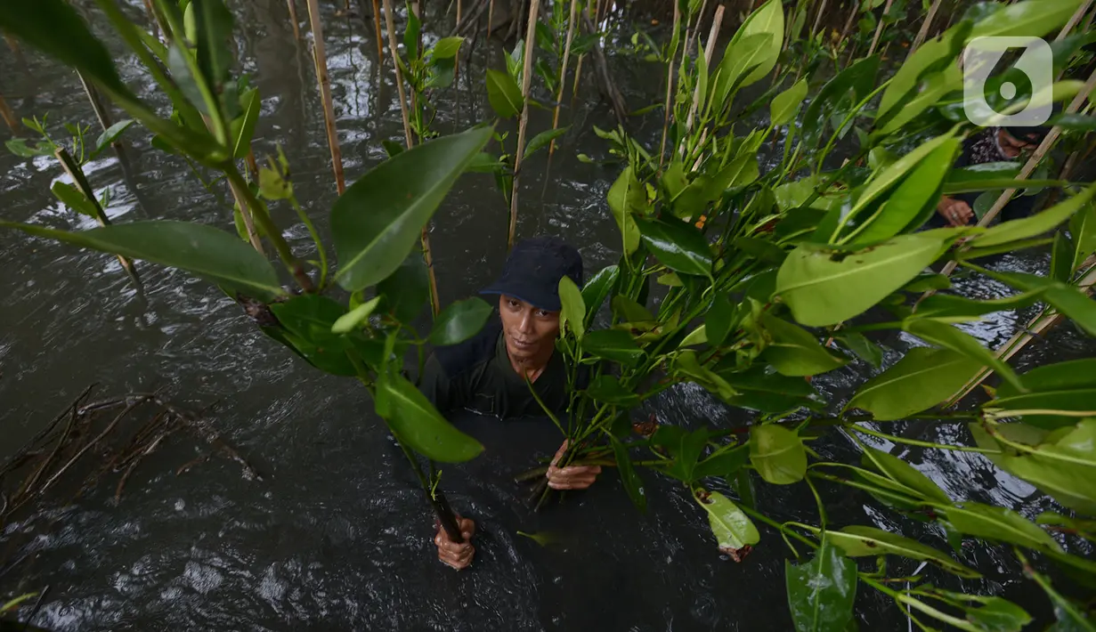 Pekerja menanam bibit bakau jenis Rhizophora di Kawasan Hutan Lindung  Angke, Jakarta Utara, Sabtu (31/10/2020). Pemprov DKI melakukan penanaman sebanyak 160 ribu bibit bakau yang ditanam sebagai upaya perlindungan dan konservasi kawasan pesisir Jakarta. (merdeka.com/Imam Buhori)