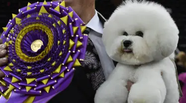 Anjing Bichon Frise bernama Flynn berpose setelah memenangkan "Best in Show" di Westminster Kennel Club 142's Dog Show Tahunan di New York (13/2). (AFP Photo/Timothy A. Clary)