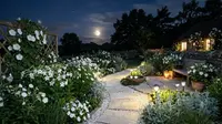 8 Tips Membuat Moon Garden, Pancarkan Keindahan Taman Malam di Halaman Rumah