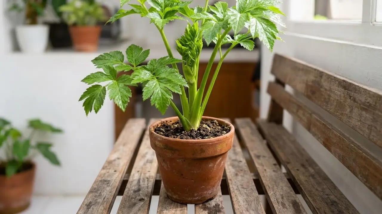 Cara menanam seledri Jepang di wadah kecil untuk kebun dapur