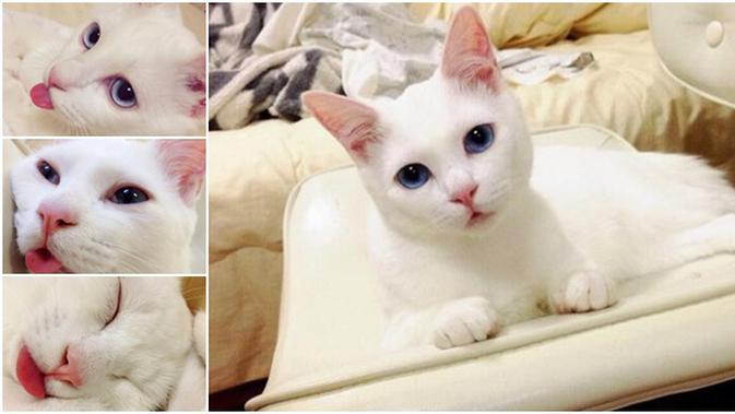 Gambar Kucing Putih Cantik 81021+ Nama Untuk Kucing