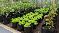 Kesalahan Ibu Rumah Tangga Saat Menanam Sayur di Pekarangan yang Sering Membuat Gagal Panen