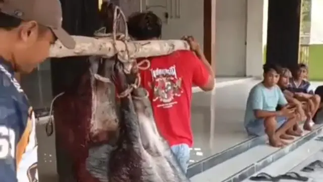 Warga Blora menangkap celeng yang masuk masjid. (Istimewa)