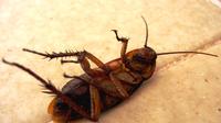 Ilustrasi kecoak