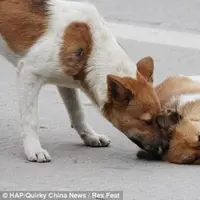 Sungguh beruntung anjing-anjing malang ini berhasil di selamatkan. :')
