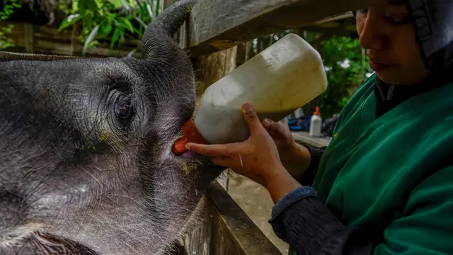 Perawatan Bayi Gajah yang Terluka Akibat Terjerat