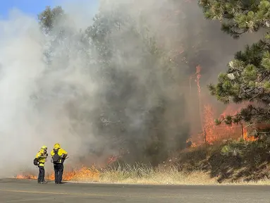 Petugas pemadam kebakaran membakar bahan bakar di Grass Valley, California, Rabu (25/8/2021). Kebakaran hutan California Utara yang telah membakar ratusan rumah bergabung dengan api di timur Los Angeles yang juga menghancurkan bangunan. (Elias Funez/The Union via AP)
