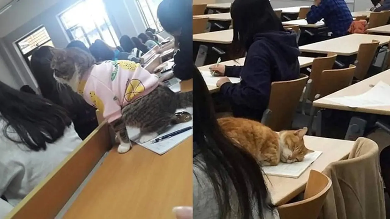 6 Potret Kucing Lucu Ikut Kuliah Ini Curi Perhatian