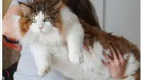 Perkenalkan Samson, Kucing Paling Besar di New York