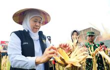 Khofifah Proyeksikan Produksi Jagung Jawa Timur Capai 5,4 Juta Ton pada 2026, Perkuat Swasembada Pangan Nasional