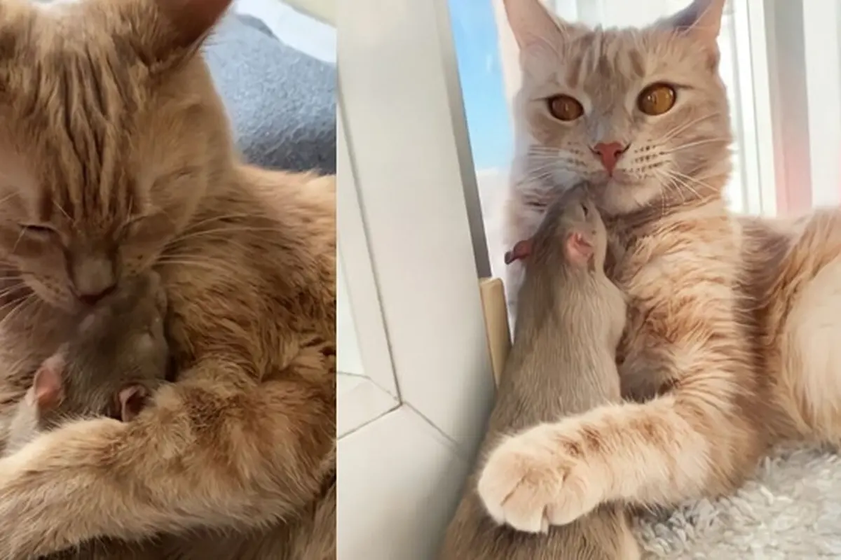 Bikin Heran, Kisah Persahabatan Kucing dan Tikus Ini Unik Banget