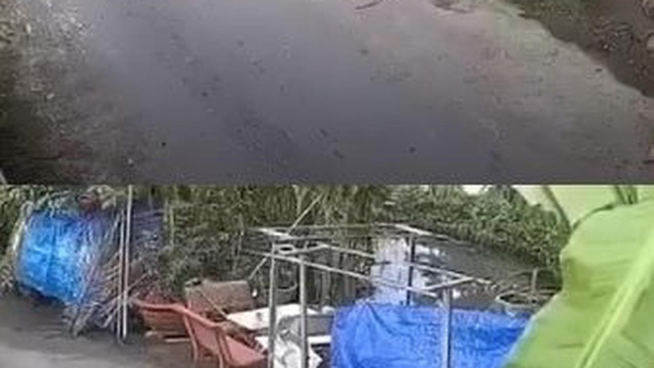 Viral Maling Ayam Lancarkan Aksinya Cuma dalam Hitungan Detik, Ternyata Pakai Trik Ini