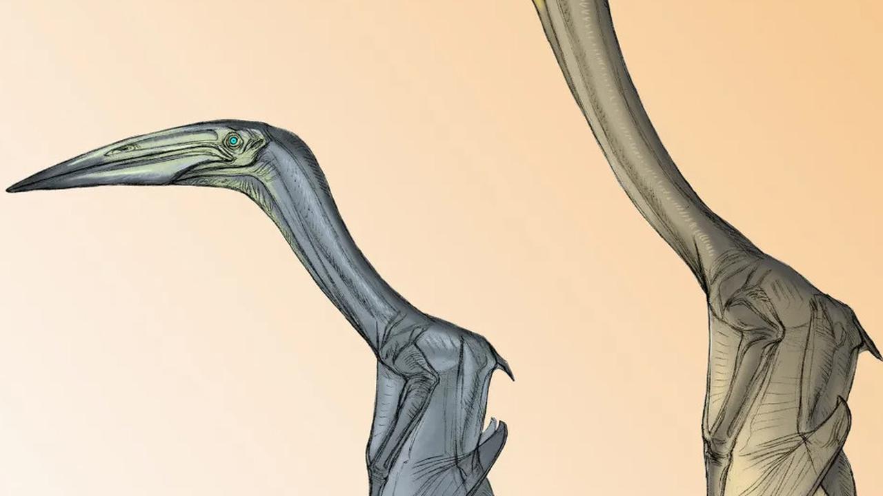 pterosaurus
