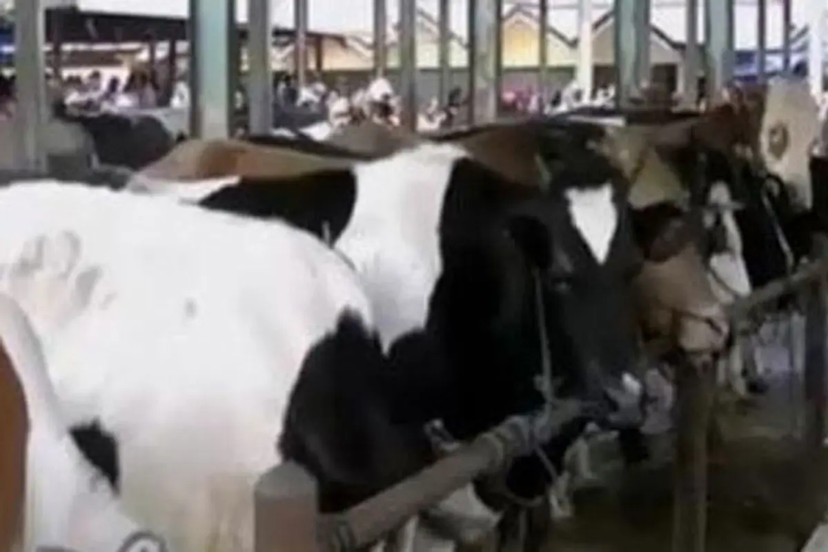 Pakan Rumput Langka, Harga Sapi Lokal Semakin Mahal