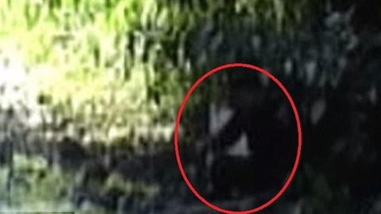 Sosok Bigfoot tertangkap kamera bawa karung di hutan