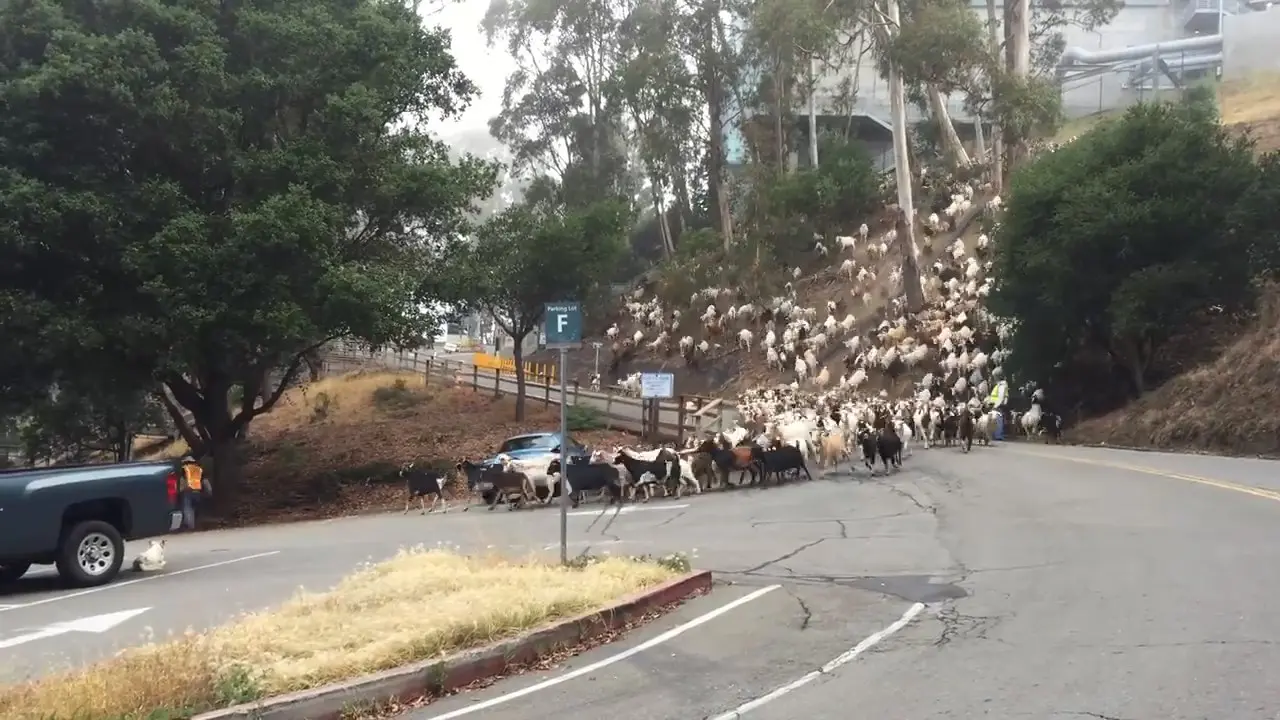 Serbuan Ratusan Kambing di Berkeley 