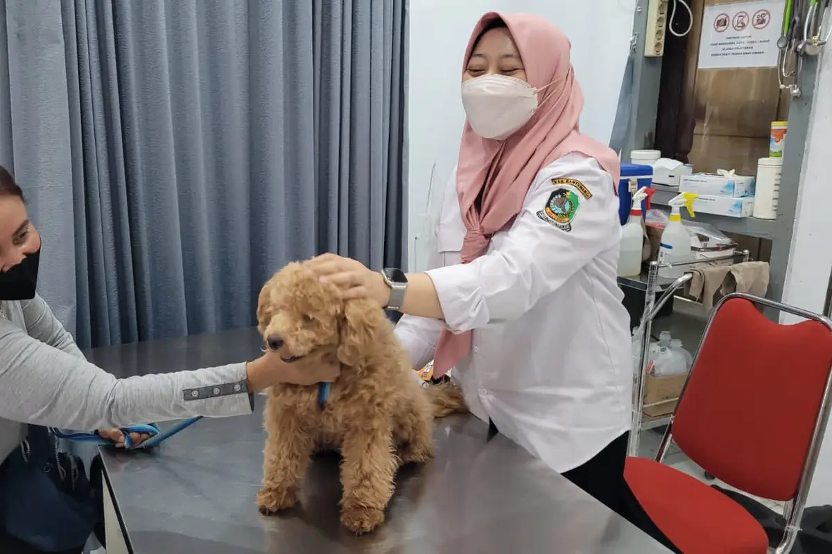 Proses vaksinasi rabies terhadap hewan Anjing di Rumah Sakit Hewan Banyuwangi (Istimewa)