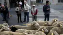 Warga berdiri disamping sekitar 2000 domba saat parade tahunan di pusat kota Madrid, Spanyol Minggu (25/10). Setiap tahunnya, para penggembala berdemonstrasi menentang perluasan wilayah perkotaan dan praktik-praktik pertanian modern.(REUTERS/Sergio Perez)
