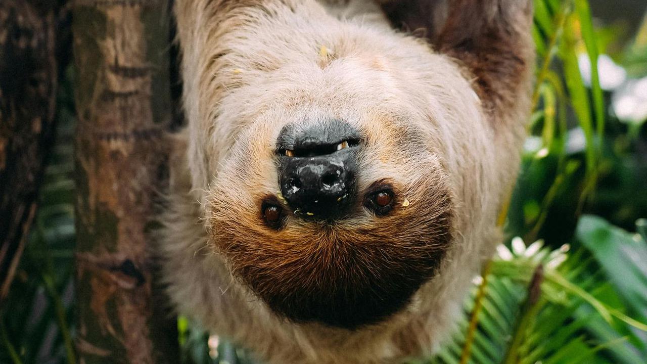<b>Sloth Tidur Selama 10-20 Jam Sehari</b><br>