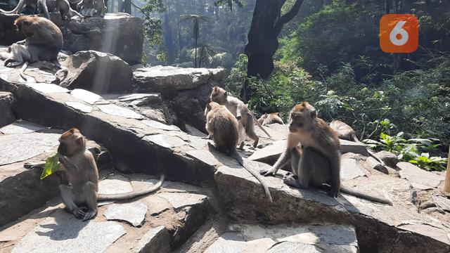 Monyet-monyet Liar di Kawasan Grojogan Sewu di Tawangmangu