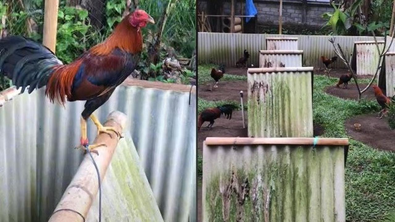 Viral Kandang Ayam Didesain Bak Perumahan, Punya Halaman yang Bersih