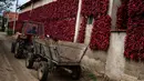 Warga mengemudikan traktor melewati tembok yang dipenuhi jemuran paprika merah di Desa Donja Lakosnica, Serbia, Senin (25/9). Hampir keseluruhan warga di desa yang berjumlah kurang lebih 1300 jiwa ini memproduksi dan menanam paprika. (ANDREJ ISAKOVIC/AFP)