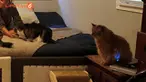 Tempat tidur yang mereka ciptakan berukuran hingga 7 meter persegi.