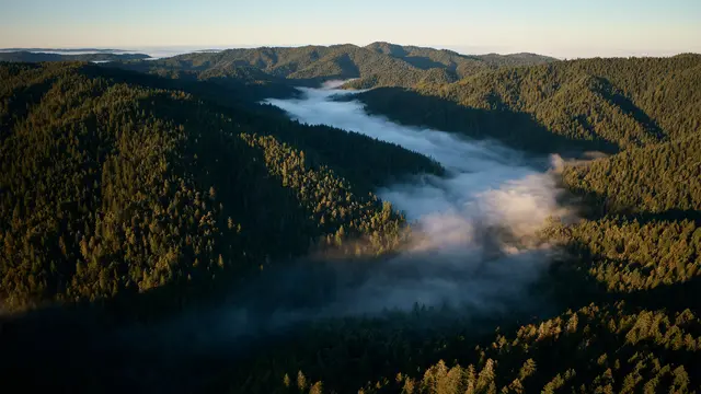 Redwood di pesisir California, Amerika Serikat (AS) pohon tertinggi di dunia, menyimpan dan menyerap sejumlah besar karbon dioksida saat tumbuh besar.