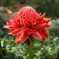 Bunga kecombrang (dok. Pixabay/Josch13/Fairuz Fildzah)
