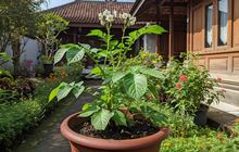 7 Tips Menanam Kentang dalam Pot agar Umbinya Besar, Cocok untuk Pemula