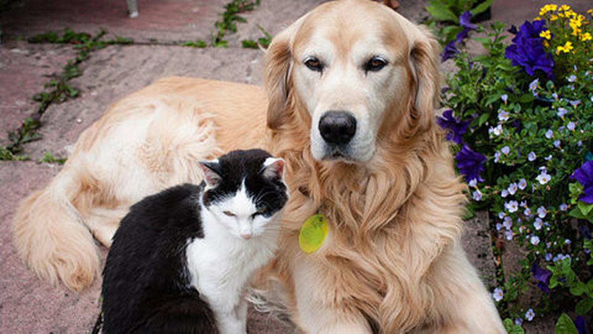 Kucing atau Anjing Liar Sering Datang ke Rumah? Ini 4 Risiko Penyakit yang Perlu Diwaspadai
