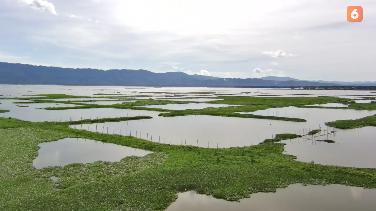 Danau Limboto, Gorontalo yang kini tertutup oleh tanaman air Eceng Gondok. Foto:Sarjan Mongabay (Arfandi/Liputan6.com)