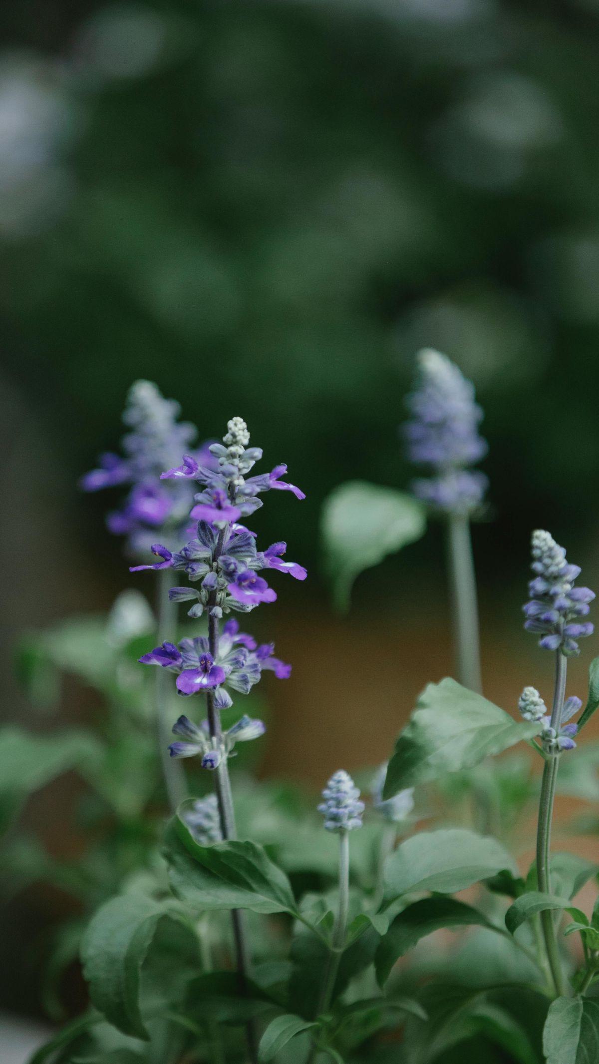 <b>Bunga Sage</b><br>