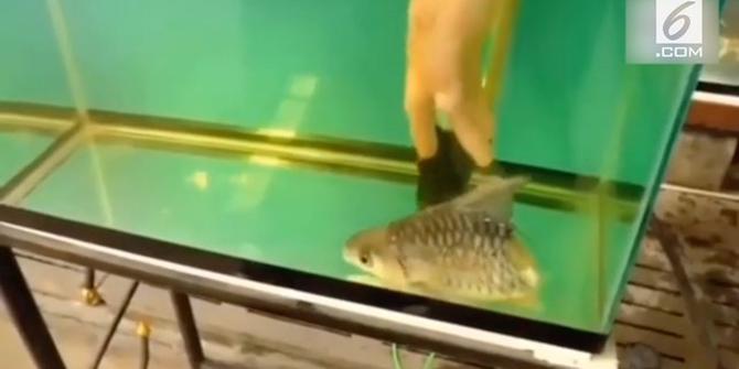 VIDEO: Wow, Ada Ikan Bisa Hidup dengan Tubuh Setengah