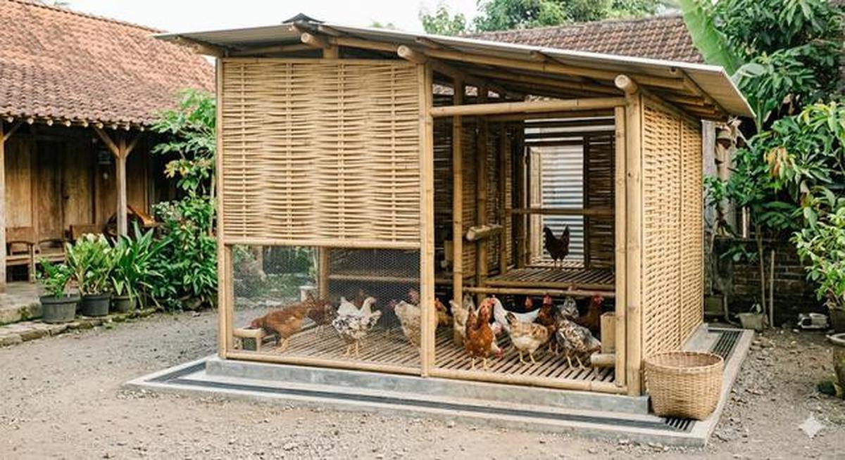 8 Desain Kandang Ayam Sistem Ventilasi Silang Biar Tidak Pengap dan Bau