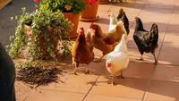 Cara Alami Mengusir Ayam agar Tidak Masuk ke Teras dan Mencakar Tanaman