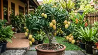 7 Cara Memangkas Pohon Mangga agar Cepat Berbuah, Panen Melimpah Sepanjang Tahun