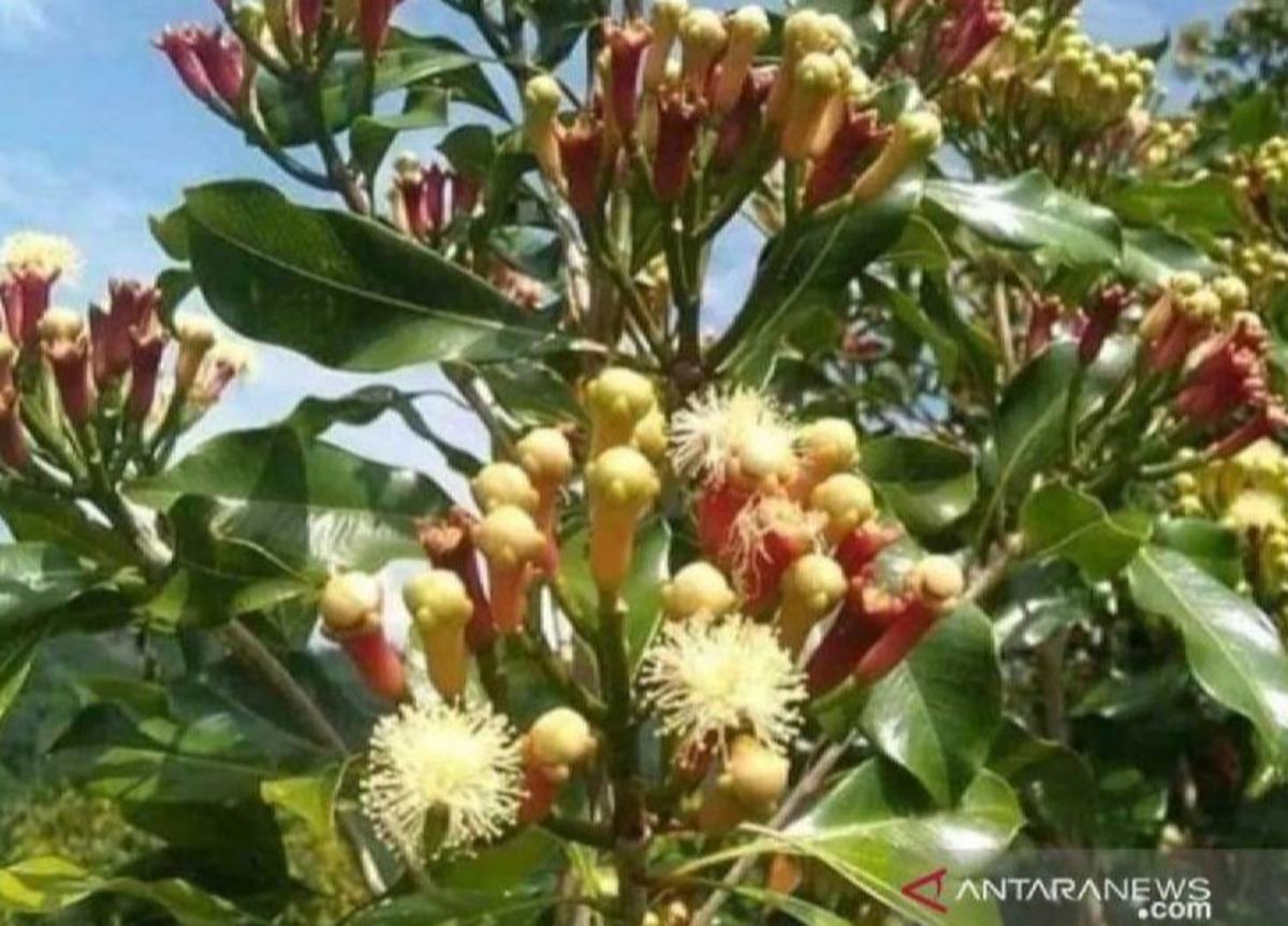 Produksi Cengkeh Simeulue Capai 3.907 Ton pada 2024