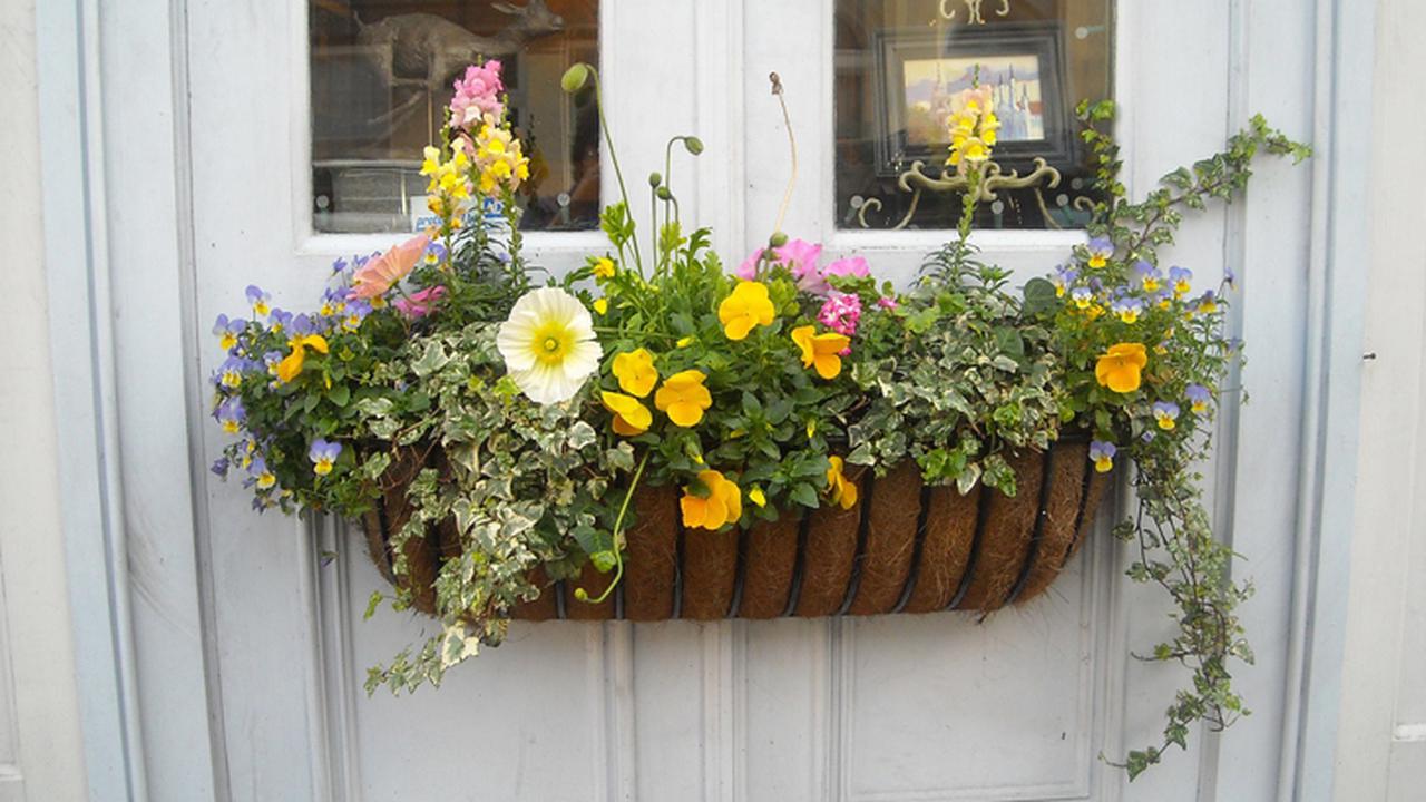 20160716-tanaman lingkungan-rumah.com-boy