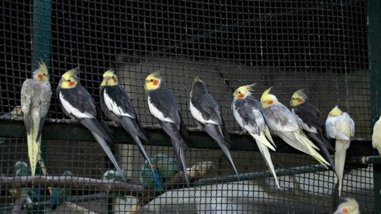 Burung cockatiel 