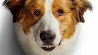 5 Fakta dari Balik Layar Film A Dog's Journey