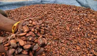 Harga Biji Kakao Melejit Imbas Cuaca Buruk hingga Penurunan Produksi