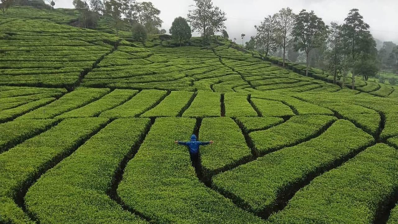 Kebun Teh Rancabali