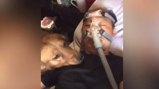 Haru, Viral Anjing Setia Tak Mau Tinggalkan Pemiliknya yang Pakai Ventilator