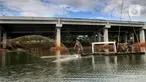 Warga menangkap ikan dengan jala di bawah jalan Tol Serpong-Cinere, Setu Sasak Tinggi, Pamulang, Tangerang Selatan, Banten (6/4/2021). Setu Sasak Tinggi dimanfaatkan warga menangkap ikan mujair. (merdeka.com/Arie Basuki)